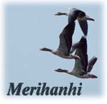 Merihanhi